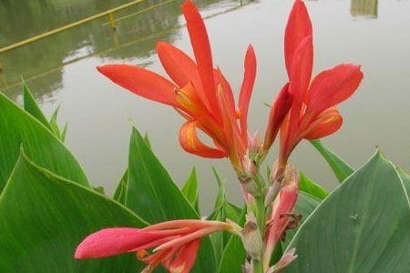 美人蕉花怎么养？光照充足是关键吗