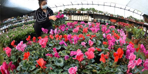 抗寒月季：冬日里的玫瑰之舞