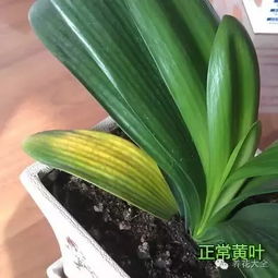 竹芋叶尖干枯，是浇水过多还是施肥不足