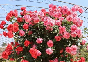 扦插技巧，让月季绽放美丽