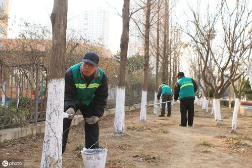 树干涂白，保护树木的秘密武器