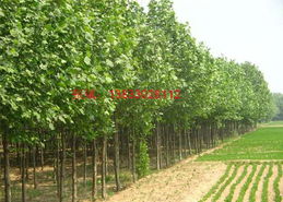 期待， 期待那个美丽的绿色世界