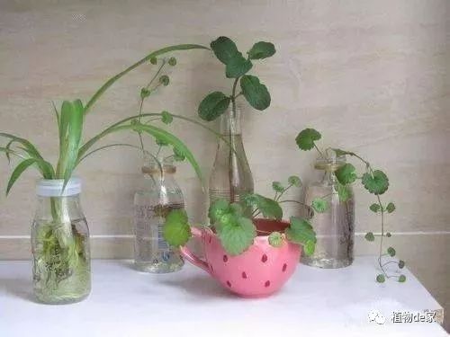 水培植物发黄，如何对症下药