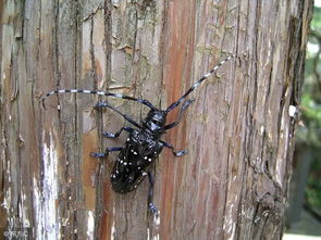 天牛，那可恶的铁蛀木虫！