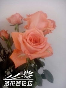 情人节玫瑰之谜：切花月季的秘密