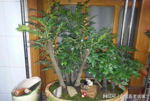 小叶紫檀掉叶子？如何科学养护才能恢复生机