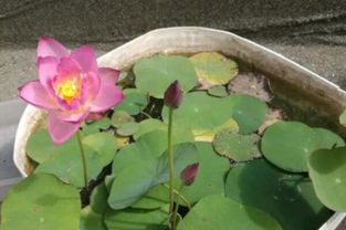 大睡莲和小睡莲， 傻傻分不清楚