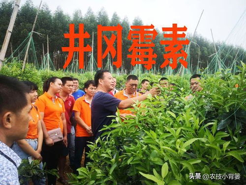 农药与细菌：两种保护农作物的力量