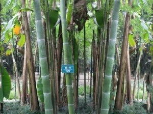 毛竹换土大揭秘：换土那些事儿