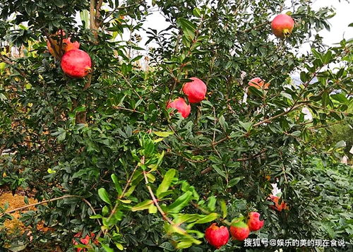 石榴甜度17，是否甜取决于个人口味和标准