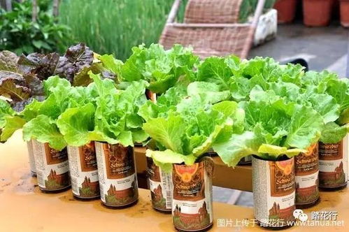 西红柿、黄瓜，六月种植正当时