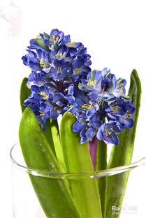 种植方法：分球种植， 简单又实用