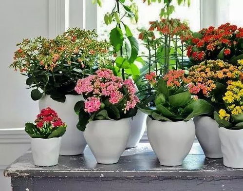 有哪些花既好养又好看，适合室内养护