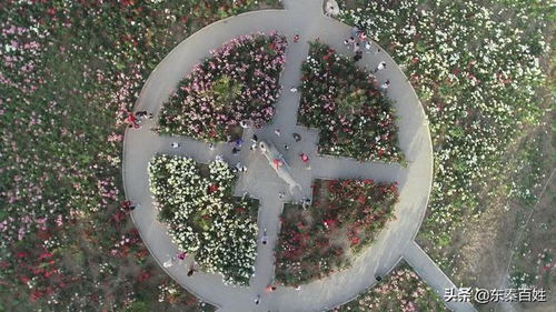 花城渭南，月季飘香