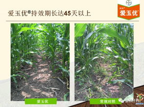 爱玉优除草剂，玉米田里的守护神？