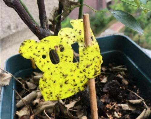 花盆周围总有虫子？教你一招自制杀虫剂，简单有效！