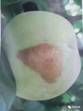 咸宁牌氯氟氰菊酯：真的Neng彻底根治农田虫害吗？