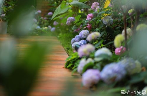 紫罗兰：低调的奢华