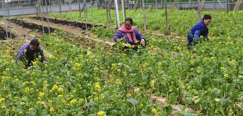 清明前后Zui佳时机