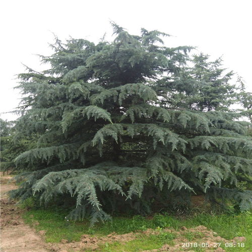 雪松苗的生长速度大揭秘