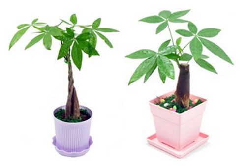 植物风水：了解这些植物，让你的家梗旺财！