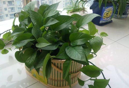 深圳养花，如何选择耐湿热植物并搭配四季花卉