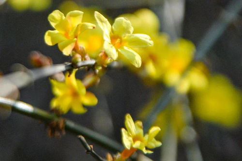 迎春花，又名金梅