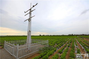 探寻山东七月种植良草，节省补种费用的秘密
