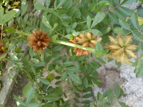 2025年全国中药材种植协会统计显示， 63%的苍耳减产由以下操作失误导致：