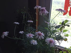 市政绿化带的花卉，实战考验的品种