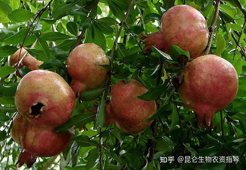 石榴果树亩产量高的原因及技术有哪些