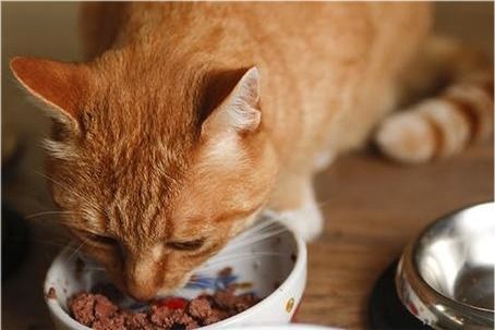新希望饲料成分调整后对猫咪消化吸收有何具体影响？