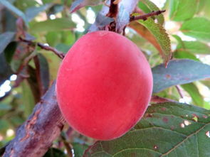 红叶李的叶色魅力