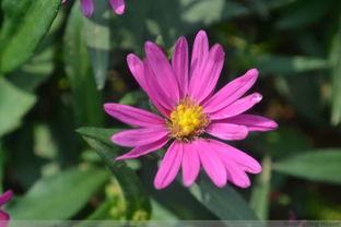 菊花品种大揭秘：种类繁多， 分类多样