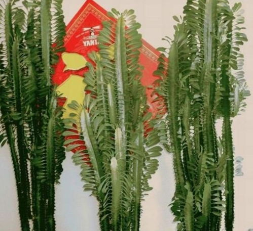 蕨树养护小贴士：让家中的绿植保持生机勃勃