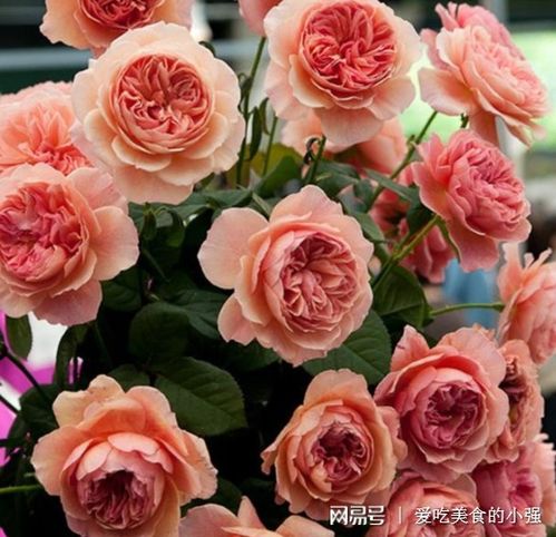 不宜一次施肥过多