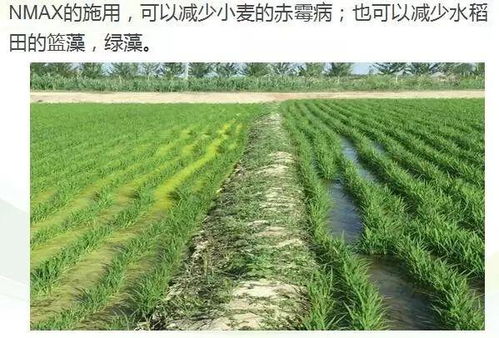 高粱施肥管理：从肥料选择到效果评估的全程解析