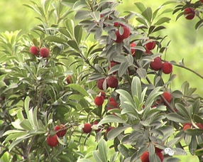 如何通过科学栽培技术使玫瑰花长得既美丽又健康