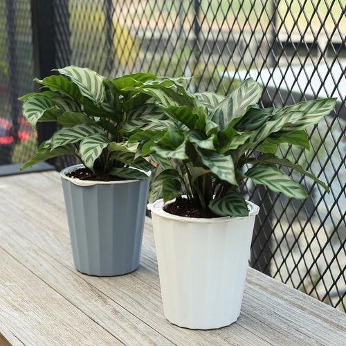 白鹤芋：净化空气， 美化家居