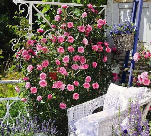 庭院里的美丽使者：茶花品种大揭秘