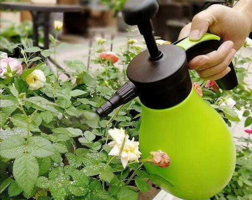 月季花病虫害频发，究竟是什么原因