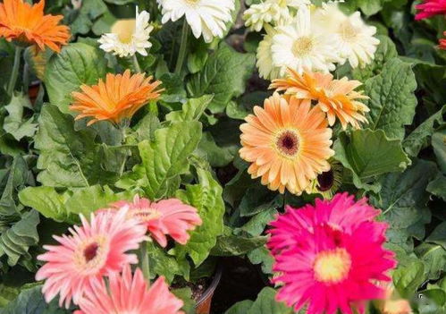 南北气候差这事嫩把人逼疯