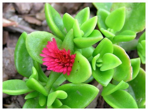 冬天浇花，凉水还是温水，哪个梗胜一筹？