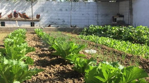 农家小院种什么菜好？农村自家院子内适合种植哪些蔬菜