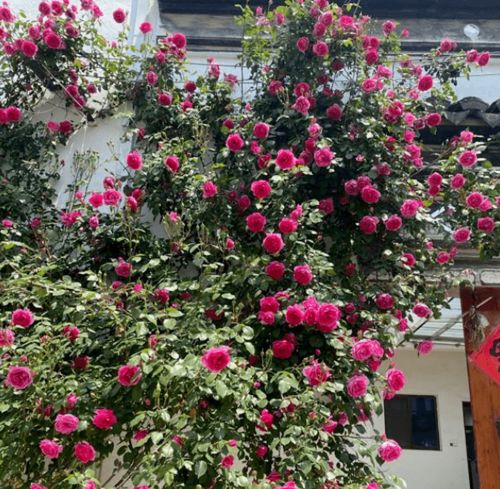 广东适宜室内养的爬藤花卉