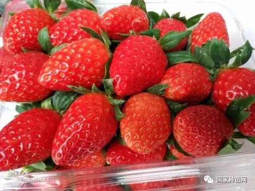 病害名称，症状大揭秘