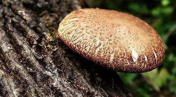 种子保存小技巧