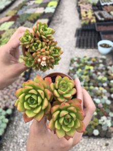 老桩酢浆草如何安全度夏？拆分