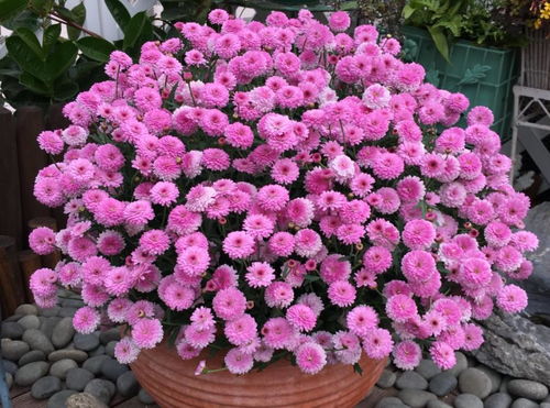 种球选择，健康是关键