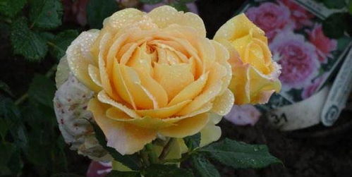 月季花的香气与丰满之谜